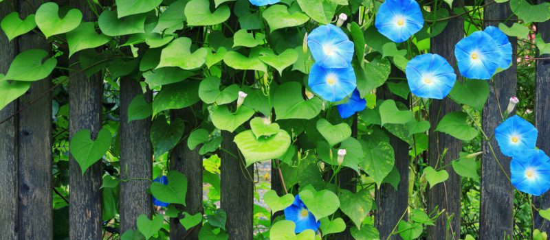 Garden Fence
